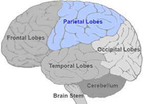 Simple Brain Map
